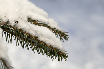 Image showing Fir tree branch with fresh snow 