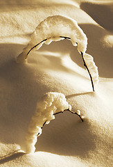 Image showing Branch in the snow