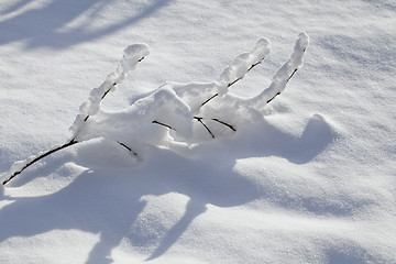 Image showing Branch in the snow