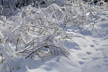 Image showing Branch in the snow