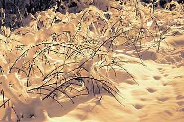 Image showing Branches in the snow