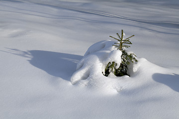 Image showing Branch in the snow