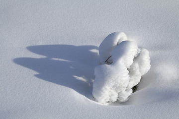 Image showing Branch in the snow