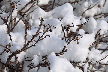 Image showing Bush covered with snow