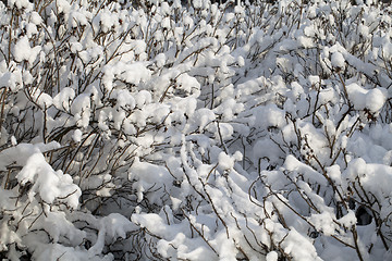 Image showing Bush covered with snow