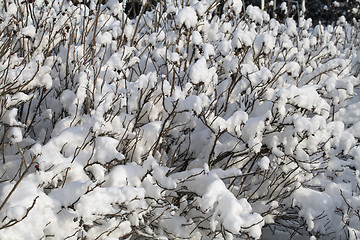 Image showing Bush covered with snow