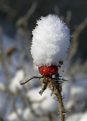 Image showing Rosehip covered with snow