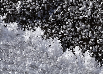 Image showing Snow crystals on the ground 