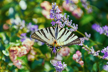 Image showing Swallowtail Butterfly (Papilio Machaon)