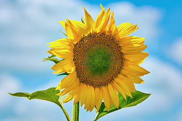 Image showing Sunflower against the Sky