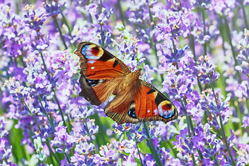 Image showing European Peacock Butterfly