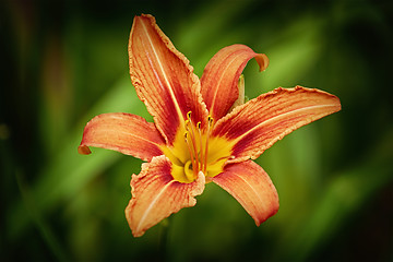 Image showing Lily Flower over Green