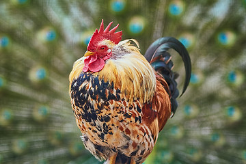 Image showing Rooster with Peacock Tail