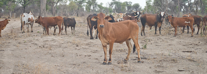 Image showing cows in Africa