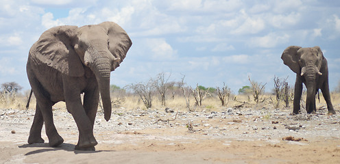 Image showing elephants in Africa