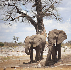 Image showing elephants in Africa