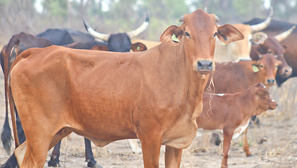 Image showing cows in Africa