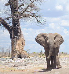 Image showing elephant in Africa