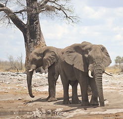 Image showing elephants in Africa