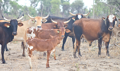 Image showing cows in Africa