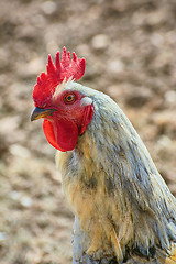 Image showing Portrait of Rooster