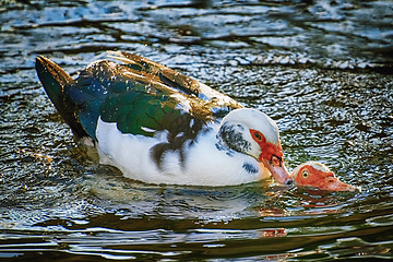 Image showing Ducks on Water