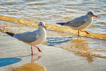 Image showing Seagulls on the Shore