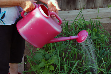 Image showing Woman waters water of the plant