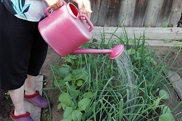 Image showing Flight of the plants in garden