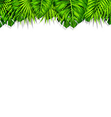 Image showing Frame Tropical Leaves Summer Background
