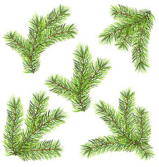 Image showing Spruces Branches Isolated on White Background