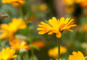 Image showing orange flowers of calendula