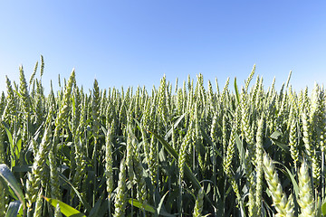 Image showing Field with cereal