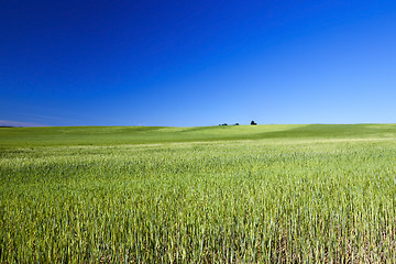 Image showing Field with cereal