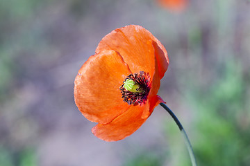 Image showing Red Poppy in the field