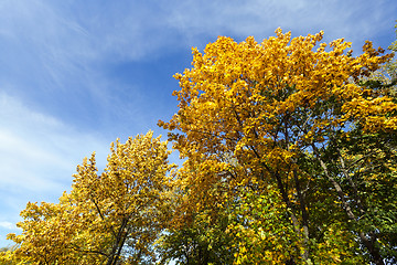 Image showing autumn leaves of maple