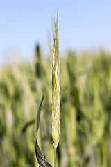 Image showing Field with cereal