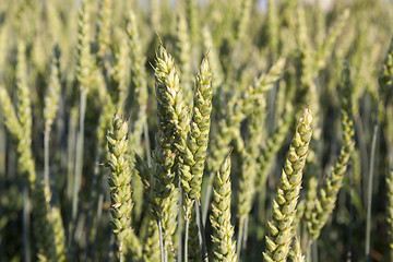 Image showing Field with cereal