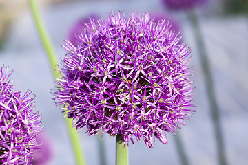 Image showing Flower onion, close-up