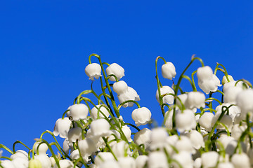 Image showing Forest lily of the valley close-up