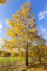 Image showing birch tree in autumn