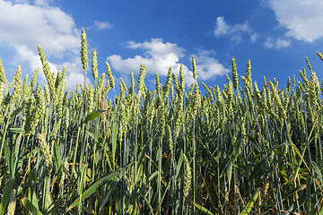 Image showing Field with cereal