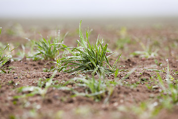 Image showing young grass plants, close-up