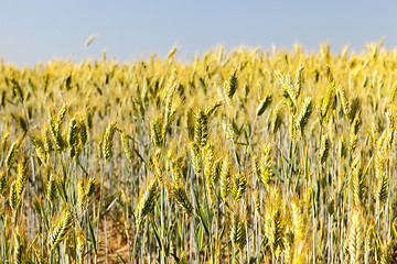 Image showing Field with cereal