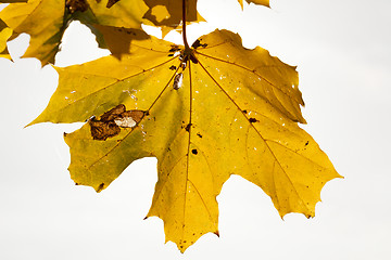 Image showing maple trees in the fall