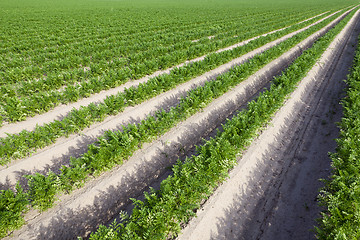 Image showing Field with carrot