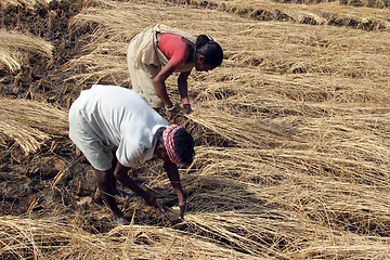 Image showing Farmer havesting rice on rice field in Baidyapur, West Bengal, India