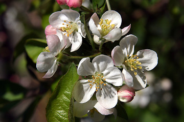 Image showing Close up of fruit flowers in the earliest springtime