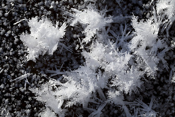 Image showing Snow crystals on the ground 