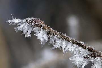 Image showing Twig covered with hoarfrost